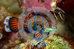 Mandarinfish or Mandarin dragonet Synchiropus splendidus is