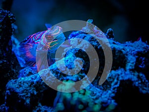 Mandarinfish or Mandarin dragonet Synchiropus splendidus on a reef tank with blurred background