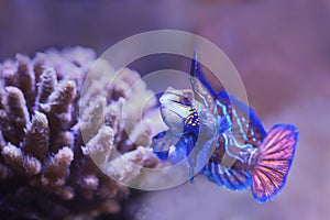 Mandarinfish