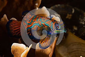Mandarinfish in Raja Ampat