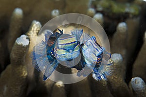 Mandarinfish Synchiropus splendidus