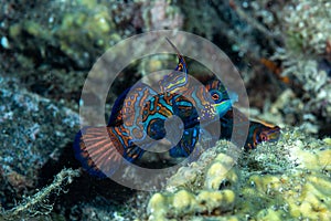 Mandarinfish Synchiropus splendidus