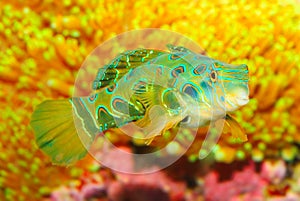 The Mandarinfish (Synchiropus splendidus).
