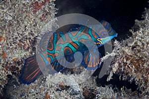 Mandarinfish Underwater