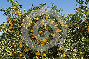 Mandarinos in Valencia