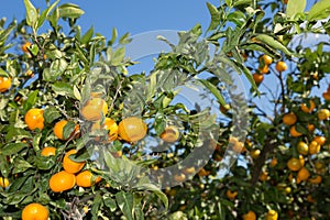 Mandarinos in Valencia