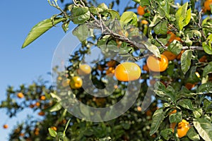 Mandarinos in Valencia