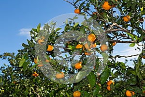 Mandarinos in Valencia