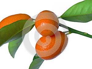 Mandarins on branch photo