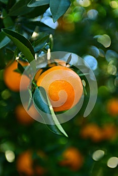 Mandarins pickup in the orchard