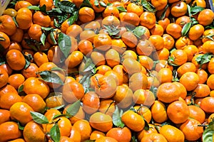 Mandarins or satsumas on display with leaves