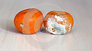 Mandarins spoiled and worse with mold.