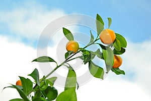 Mandarins on tree branch against blue cloudy sky