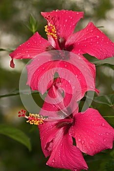 Mandevilla