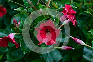 Mandevilla bush. Red Dipladenia on green natural background. Red flower close-up. Floral pattern. Flowers season. Botanical view,