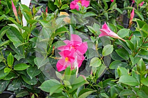 Mandevilla, common name is Rocktrumpet flowers