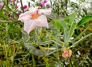 Mandevilla Cream Pink flowers