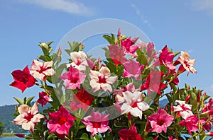 Mandevilla creeper plant