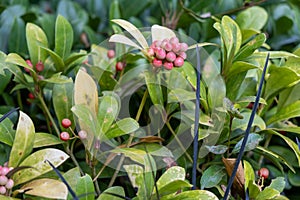 Mandevilla Dipladenia growing at a greenhouse