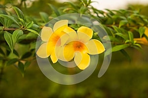 Mandevilla Flower Yellow