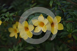 Mandevilla Flower Yellow