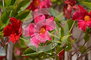 Red Mandevilla or rocktrumpet vine flowers photo