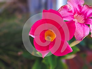 mandevilla laxa A Beautiful punk Flower thriving in a Flower Garden