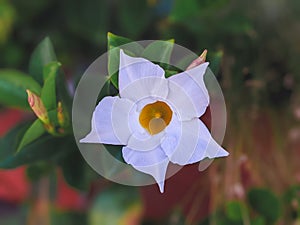 mandevilla laxa A Beautiful White Flower thriving in a Flower Garden