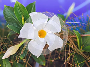 mandevilla laxa A Beautiful White Flower thriving in a Flower Garden