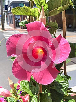 Mandevilla laxa, Chilean jasmine