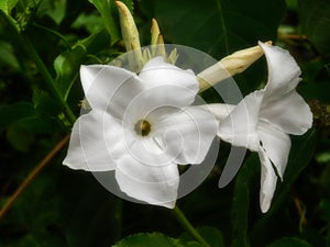 Mandevilla laxa flowers