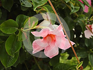 The mandevilla is a plant of south america that fears frost