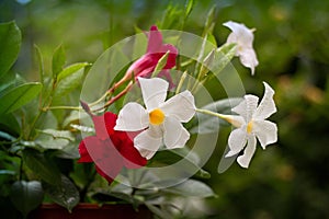 Mandevilla