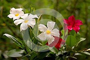 Mandevilla