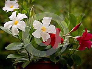 Mandevilla