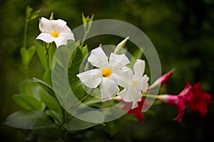 Mandevilla