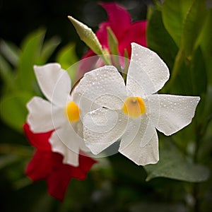 Mandevilla