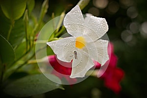 Mandevilla