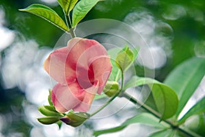 Mandevilla rocket flowers