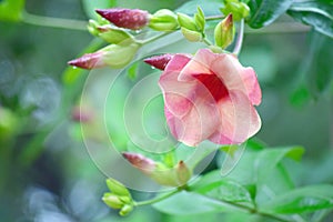 Mandevilla rocket flowers