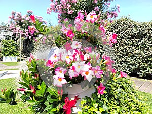 Mandeville sunderi, brazilian jasmine flowers in the garden top photo