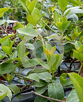 Mandevilla sanderi (Hemsl.) Woodson.Brazilian-jasmine