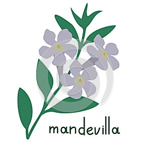 Mandevilla vector flower