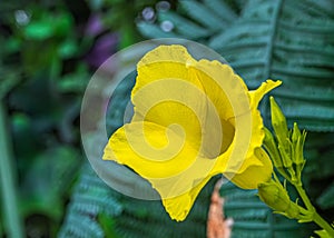 Mandeville Flower in the Garden Golden Trumpet photo