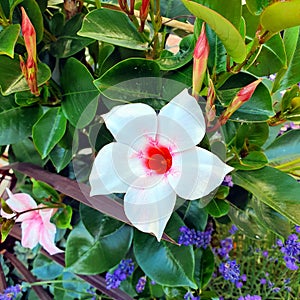 Mandeville flower, sundaville photo