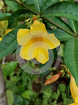 Mandeville Flower photo