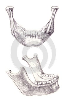 Mandible bone