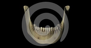 Mandible bone with teeth of a skull of a skeleton human body in rotation