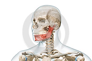 Mandible or lower jaw or Jawbone in red color with body 3D rendering illustration isolated on white with copy space. Human