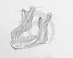 Mandible pencil drawing